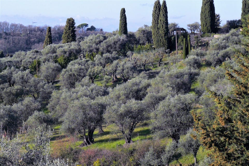 Mediterraneen's Trees