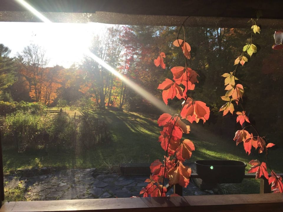 Backyard view from screened porch in the fall 