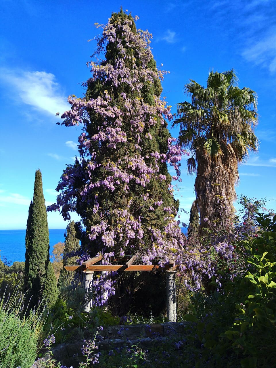 Trees by the coast