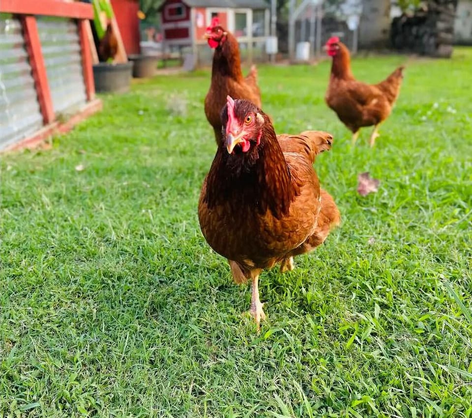 Enjoy watching our chickens as they free range in the evening… no roosters  