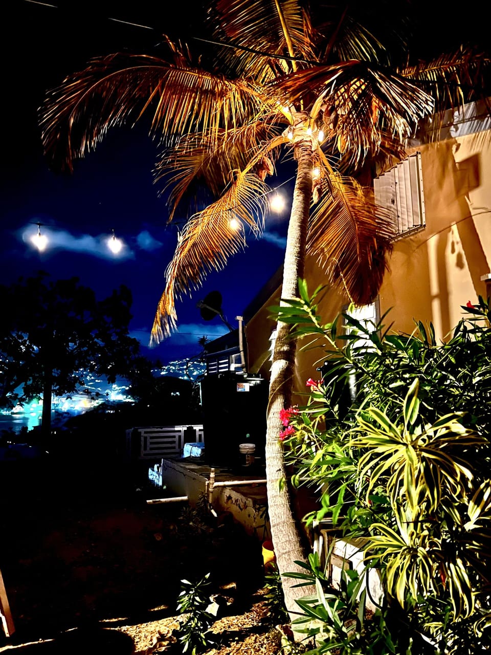 This old palm tree, like our house, has stood the test of time. 