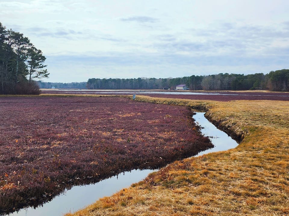 Cranberry Bog walking trail nearby(1)