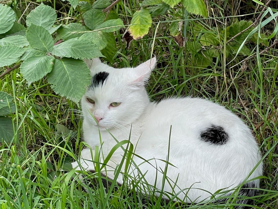 Miscellaneous