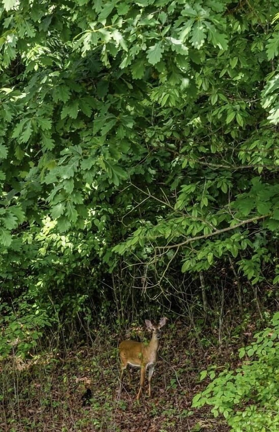 You might get a little visit from the locals. Nature knows a good spot when it sees one.