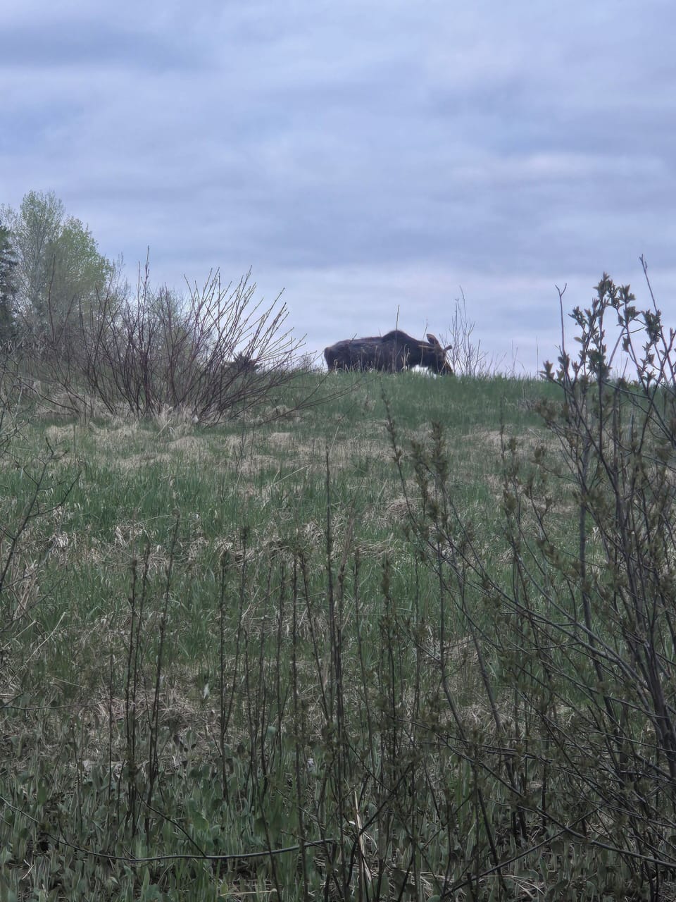 A young moose spotted down the road.
