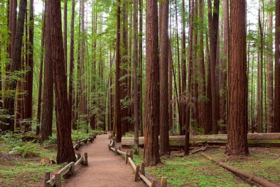 Visit nearby Armstrong Woods