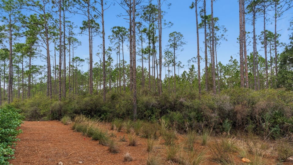 Pinewood30a 415 View of Pines