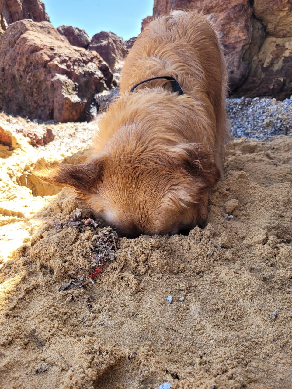 Jango's favourite past time