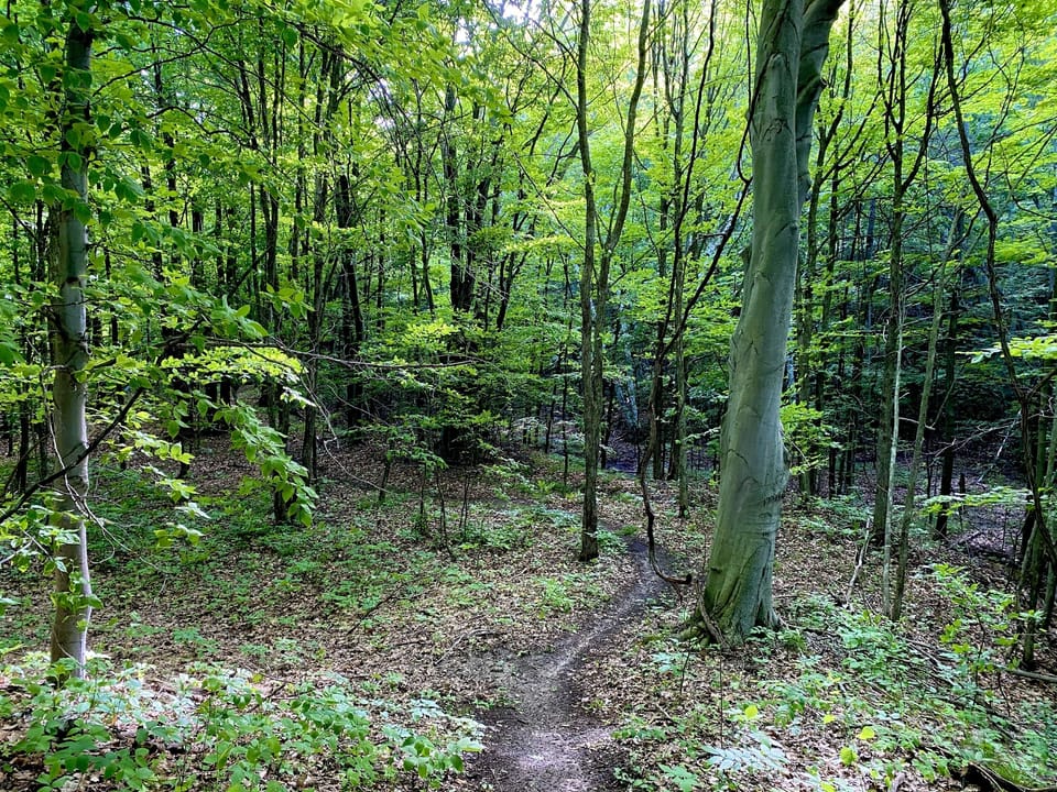 Private backyard access to the trail system