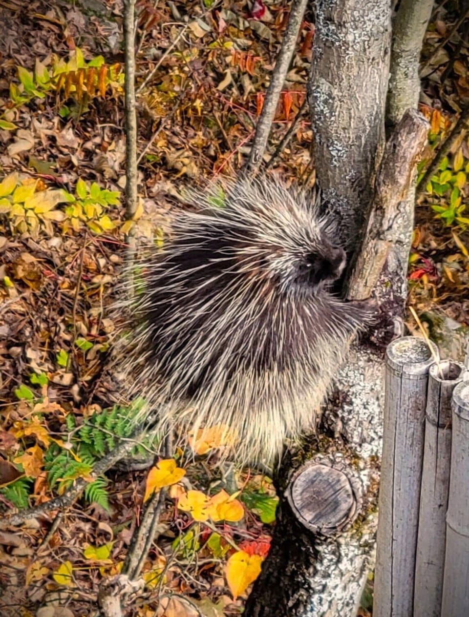 Sometimes the wildlife is right beside the deck!