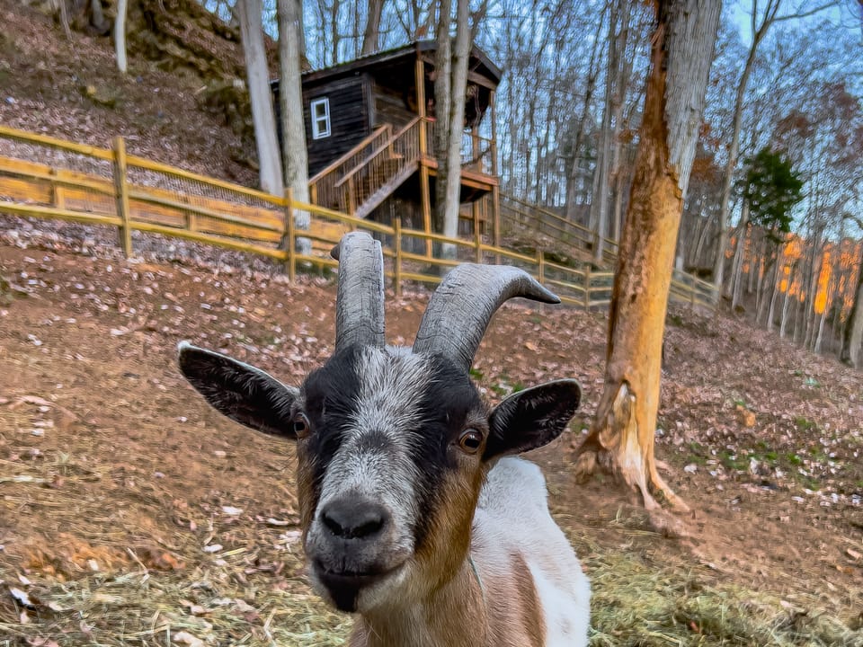 Cabin View from the Farm