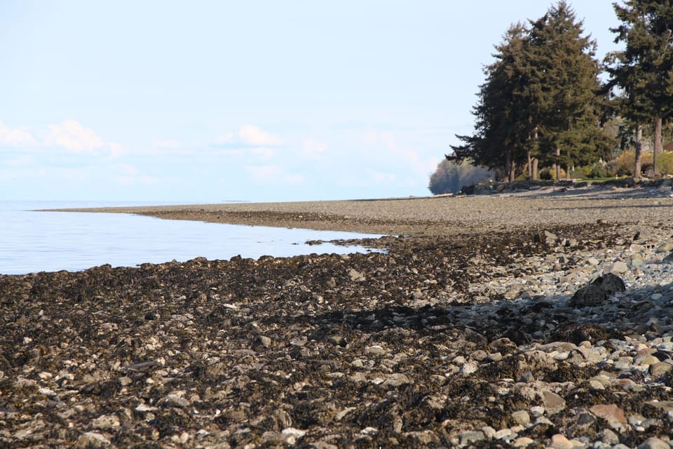 View of the beach to the south at low tide.