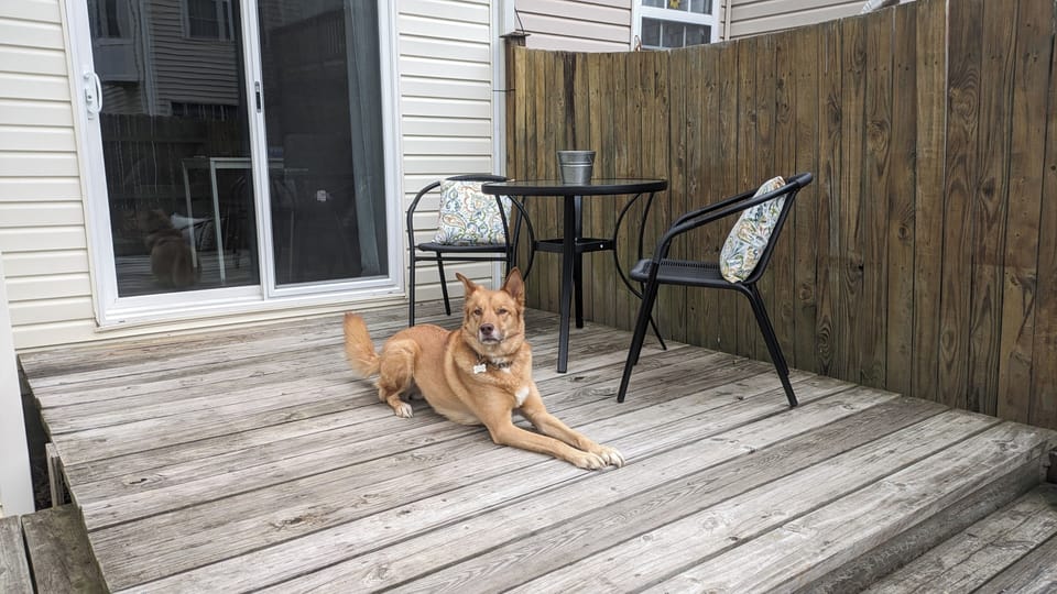 Small bistro table for 2-4 humans, but dogs like the deck!