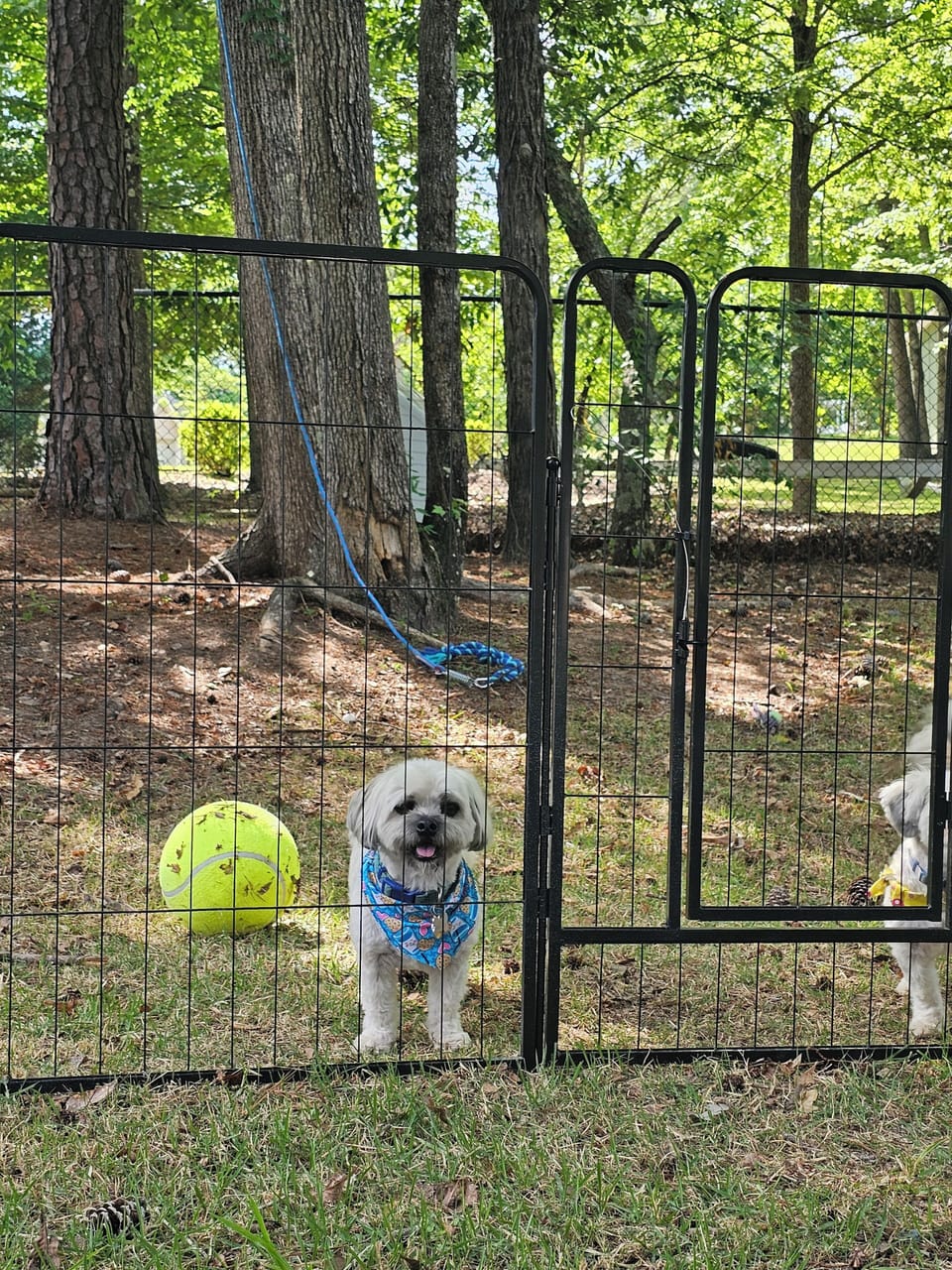 Dog toys are available for your use on the property. 