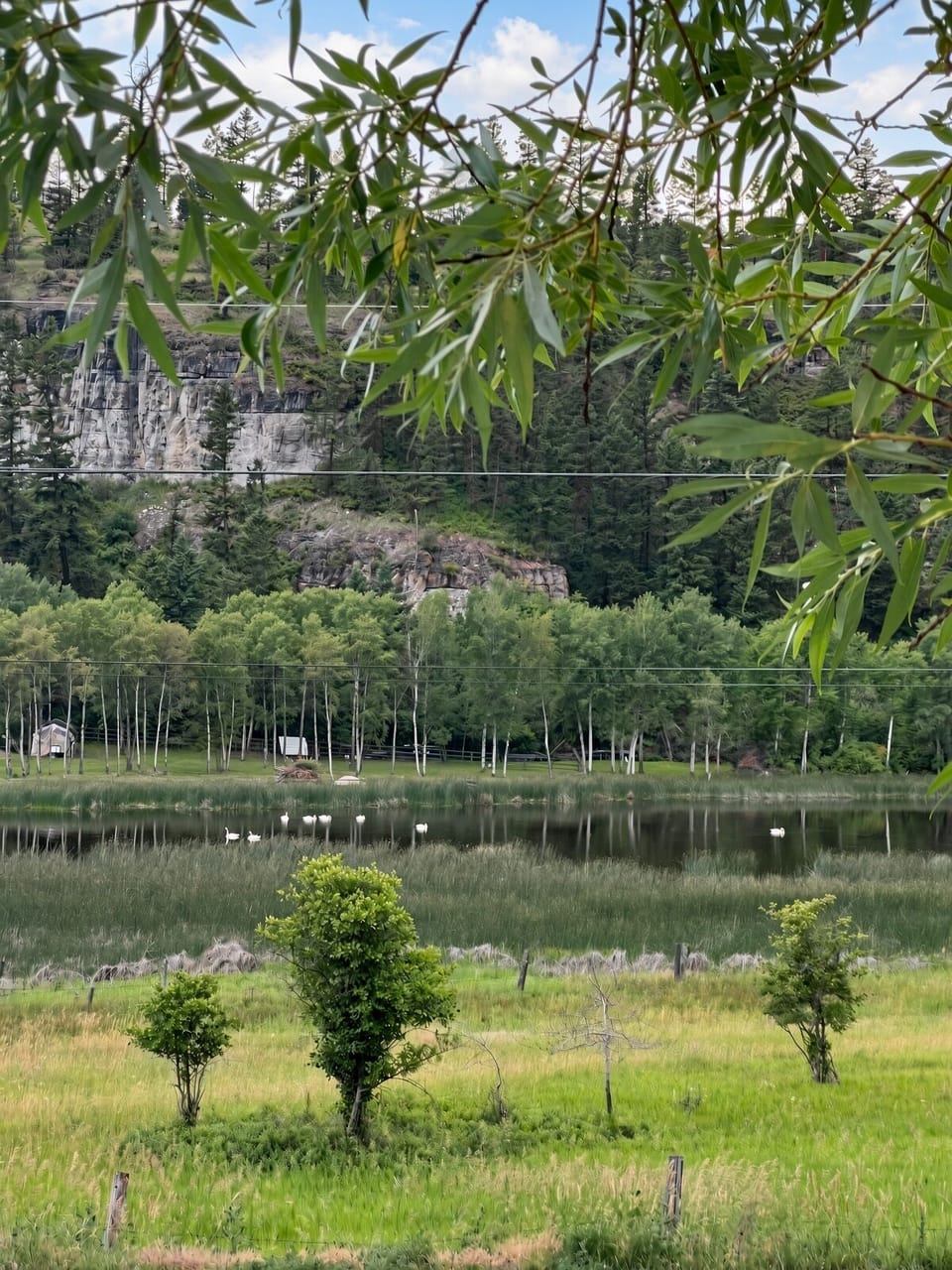 View of Waterfowl Pond