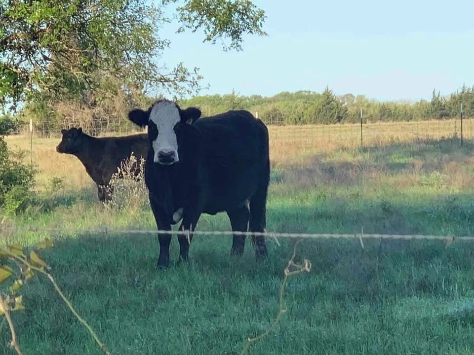 Your new neighbors are mooo-ving at a slower pace and we love it!