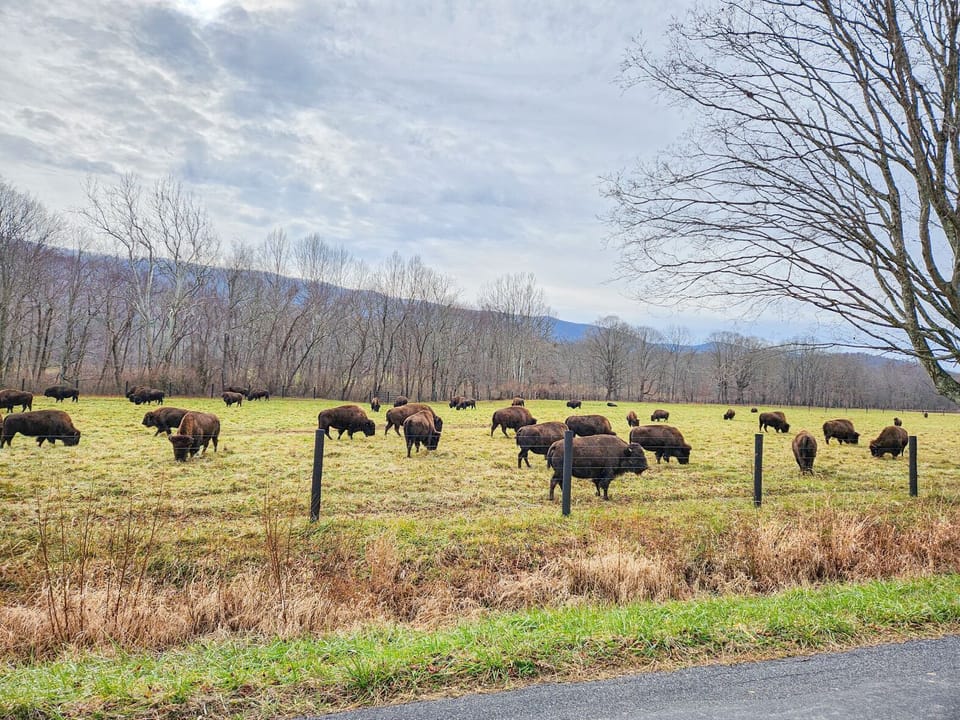 Buffalo near Paint Bank (about 15  minute drive).