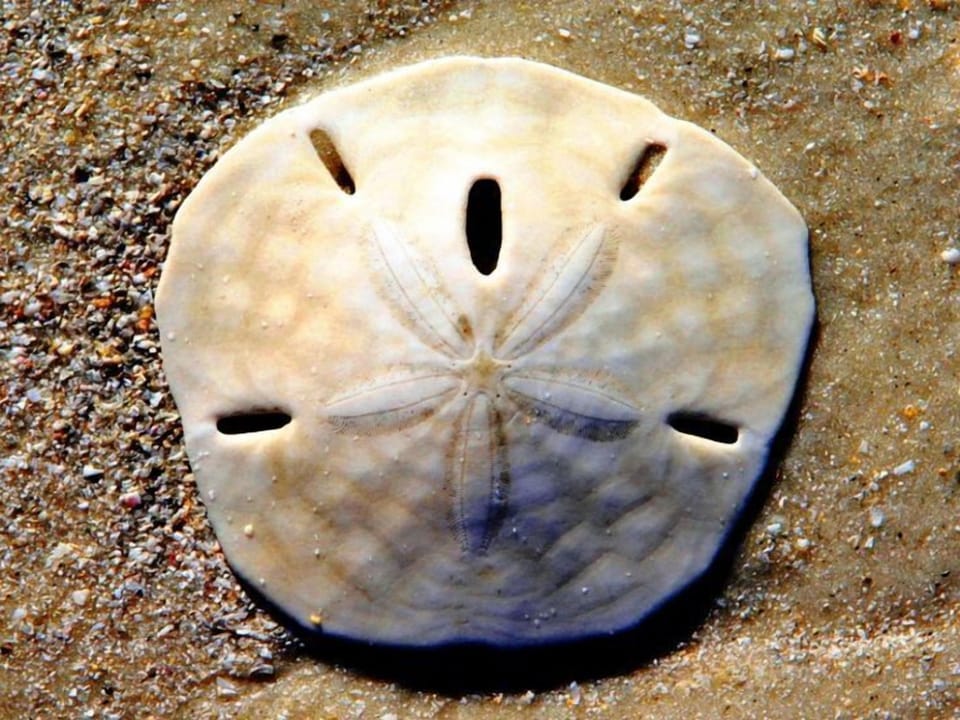 We accept cash, checks, credit/debit cards, but not sand dollars as payment