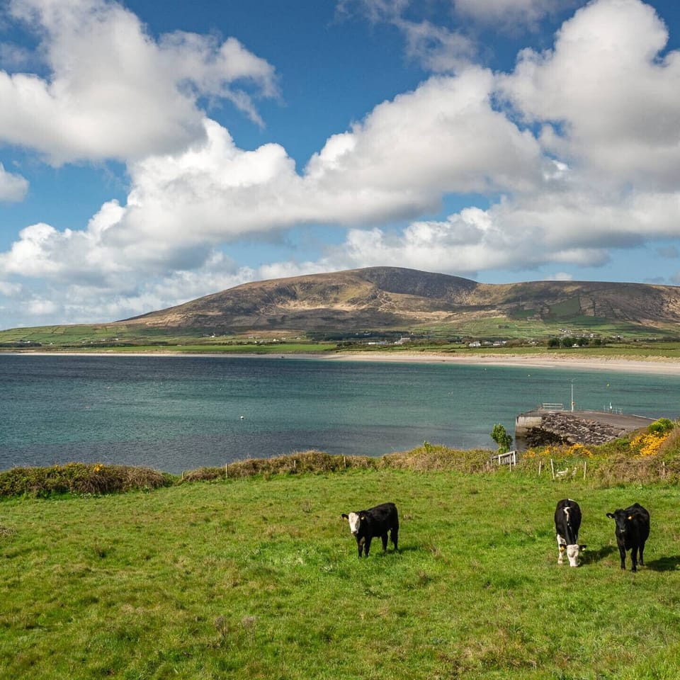 Cows grazing at Ventry Beach Ventry County Kerry Ireland
