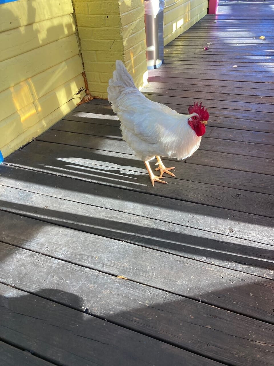Favorite guest surprise.... Flagler Roosters!