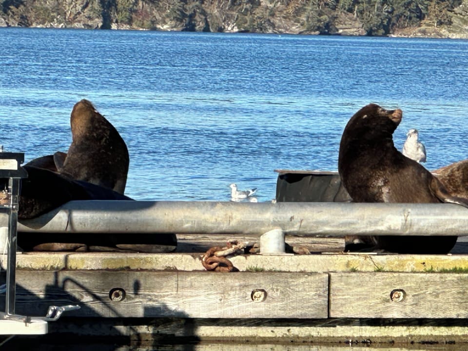 Cowichan Bay