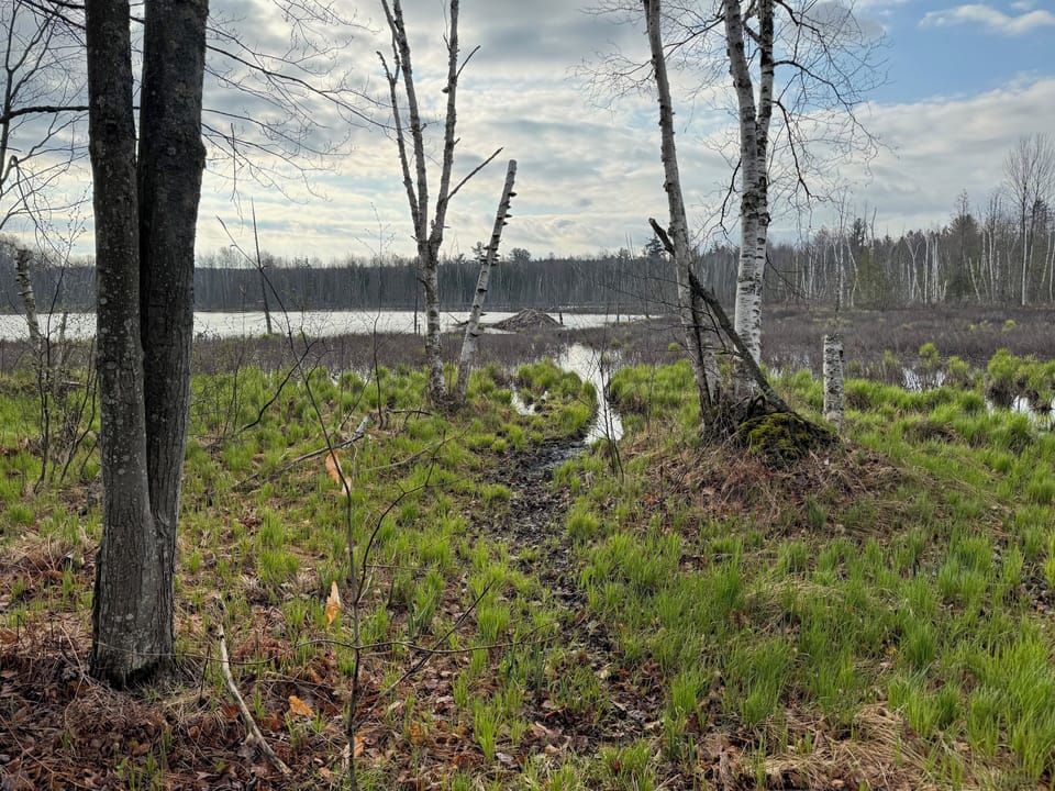 Beaver pond ~3/4 mile further down the private driveway