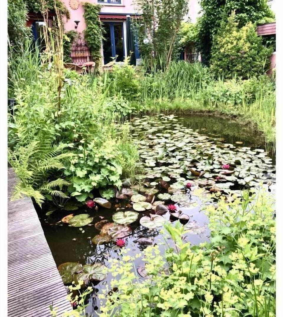Garden [summer]