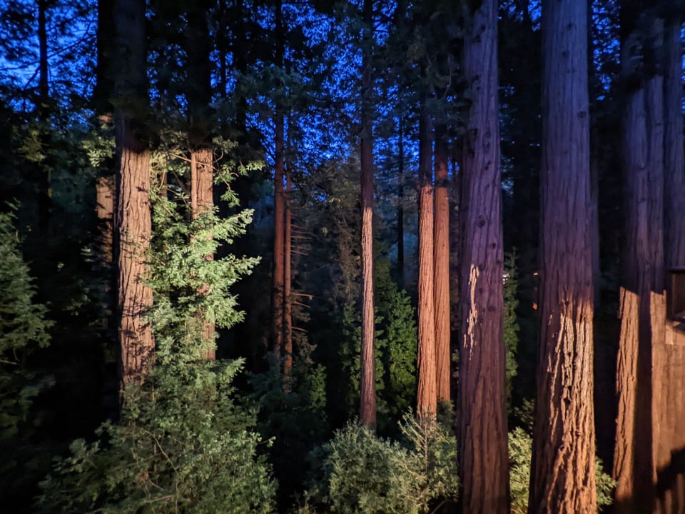 Nighttime view of the redwoods