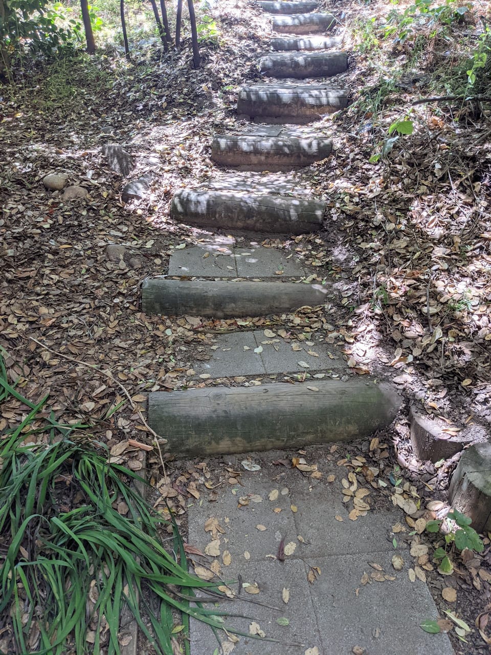 Woodsy log path down to entry