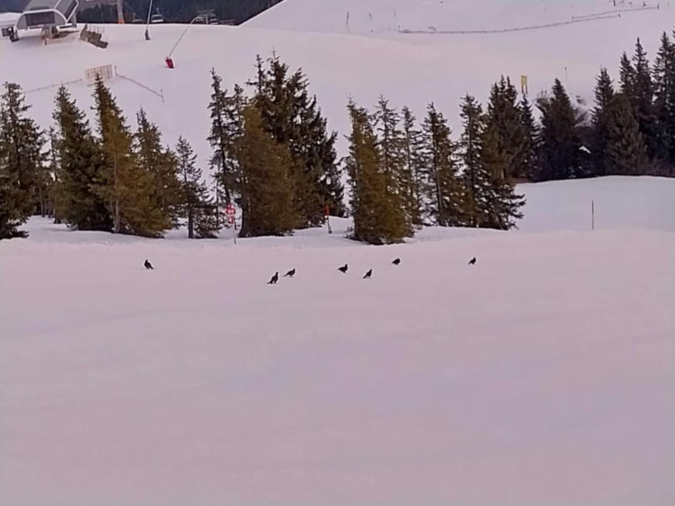 Snow and ski sports