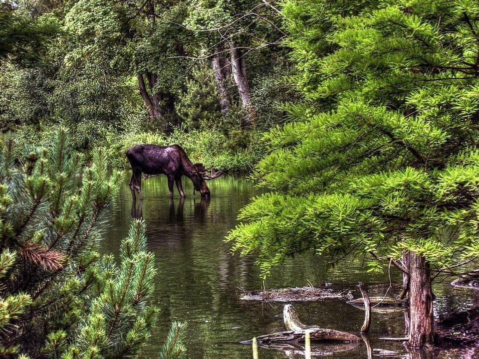 animal-drinking-elk-moose (1)-02
