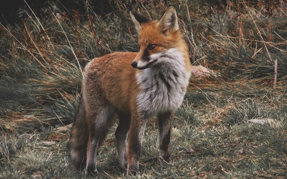 fox