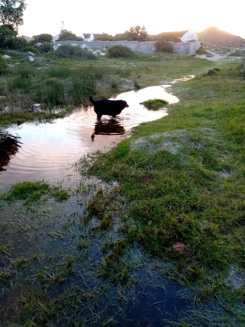 the wetlands on our doorstep