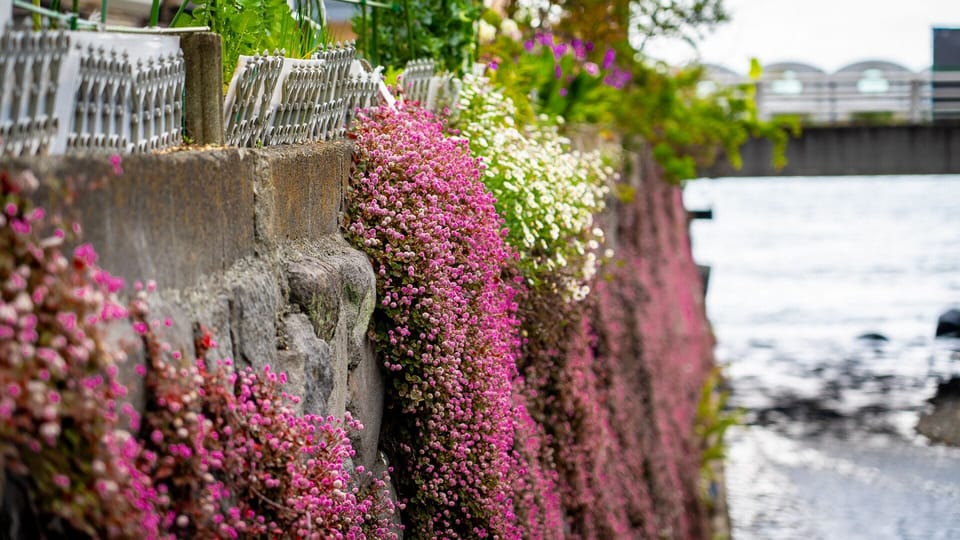 Atami flowers