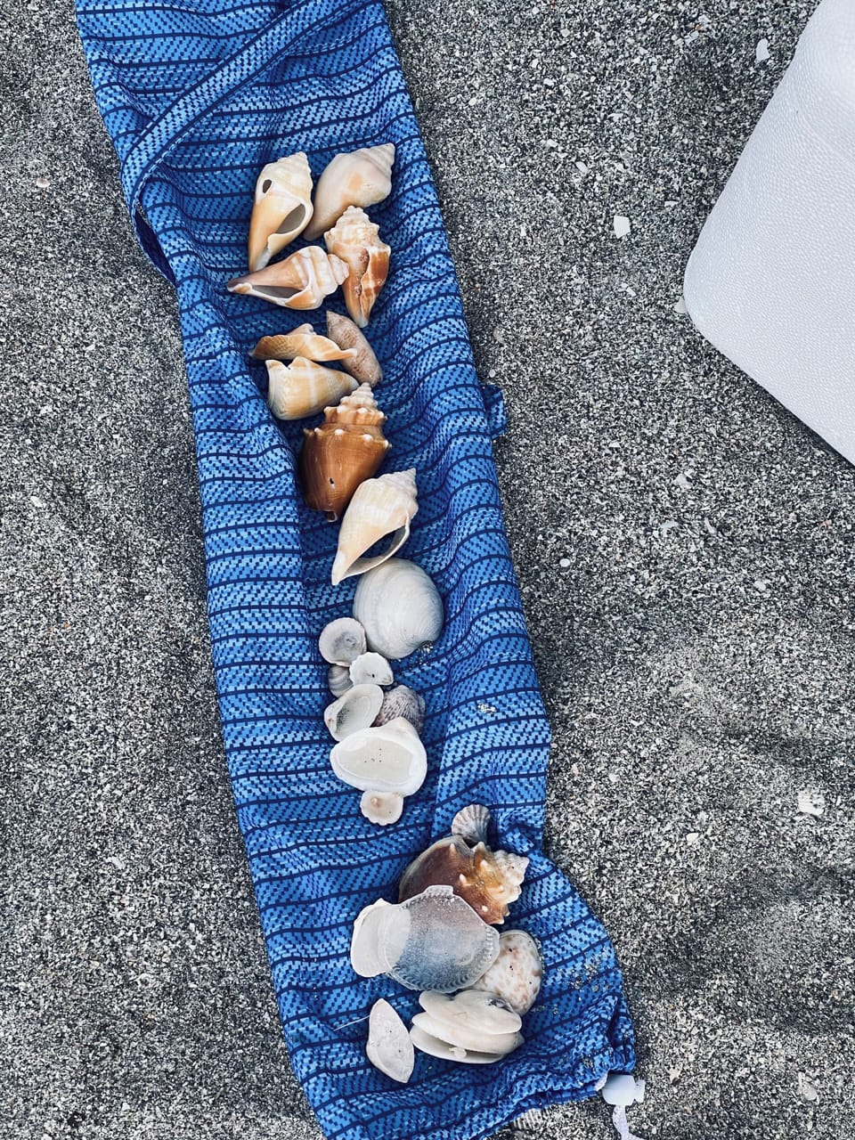 Shelling on Sanibel Island is a favorite pastime for our family