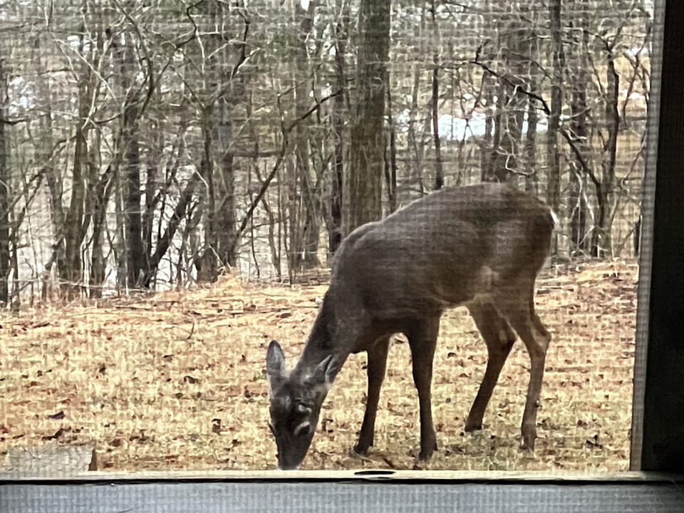 Early morning deer visit