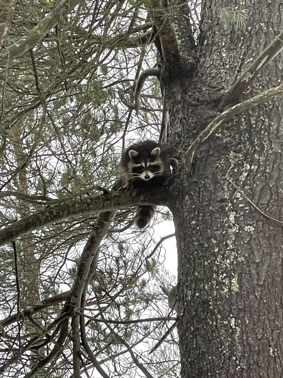 See wildlife 