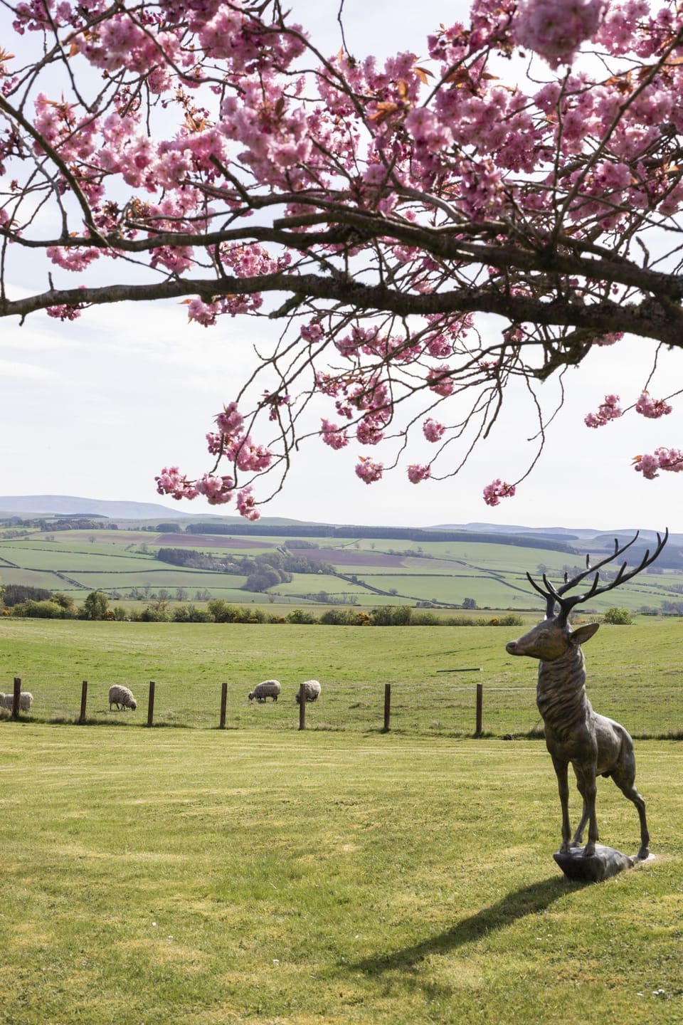 Overthickside Cottage - views across the Borders countryside