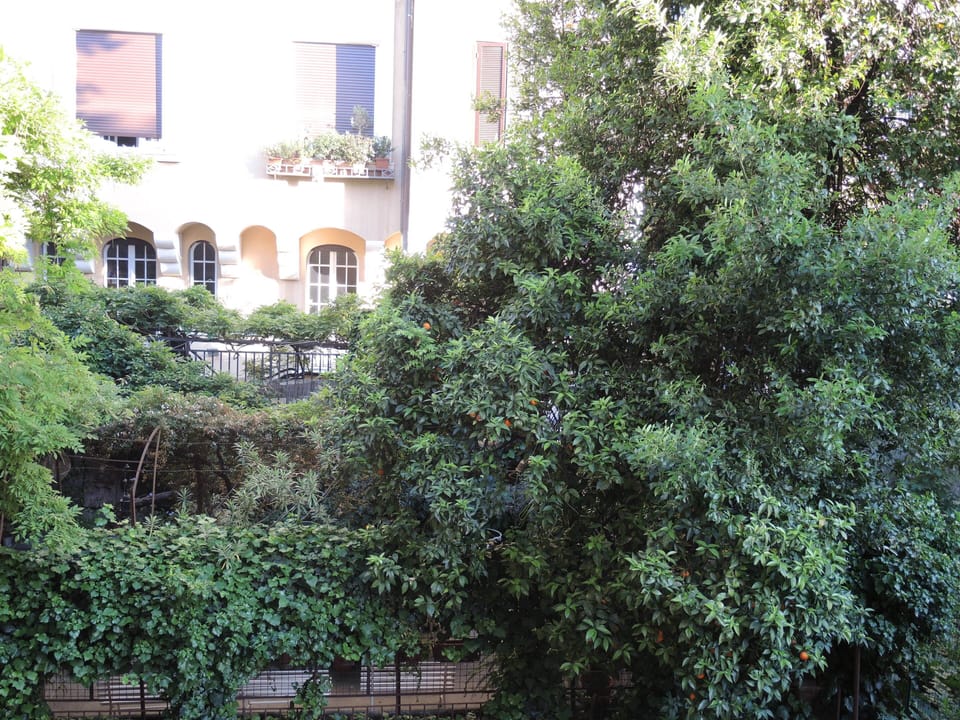 Trees out the back windows in the garden 