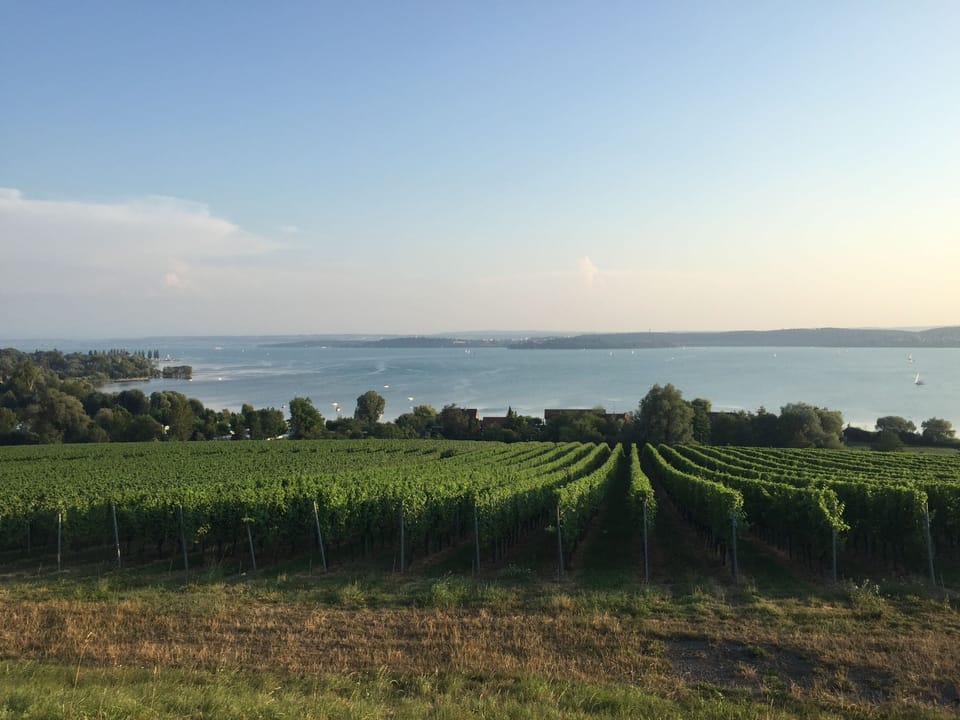 Weinreben mit Blick auf Unteruhldingen