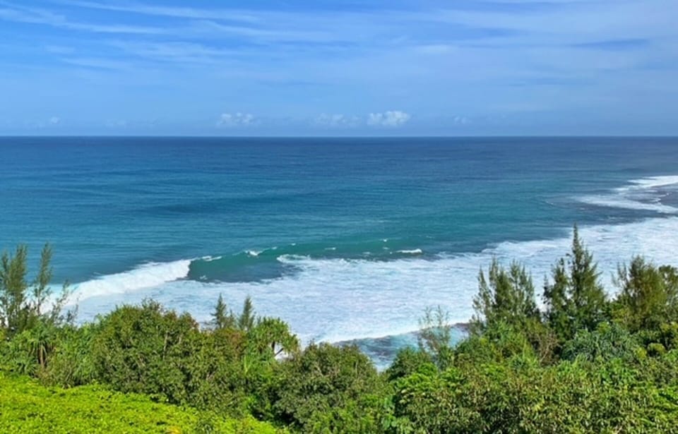 Migrating Whales, Seabirds & Sea Turtles