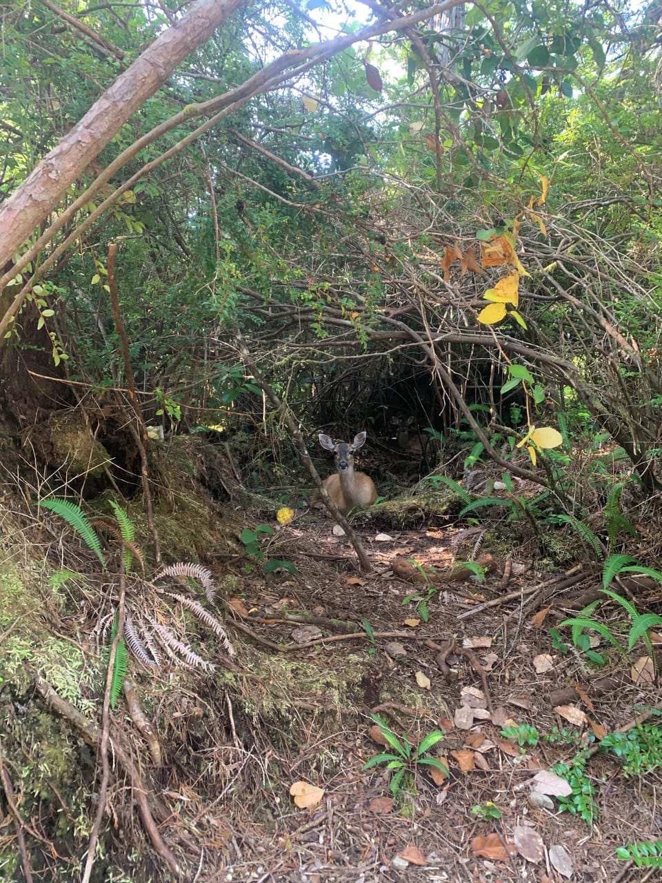 Deer on our property