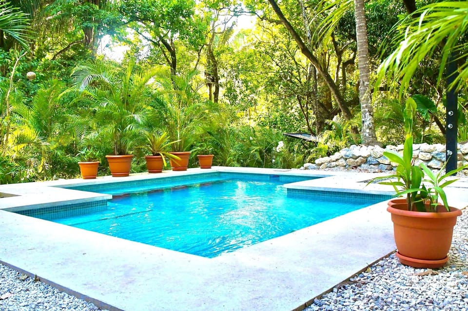 Enjoy the pool while watching monkeys above