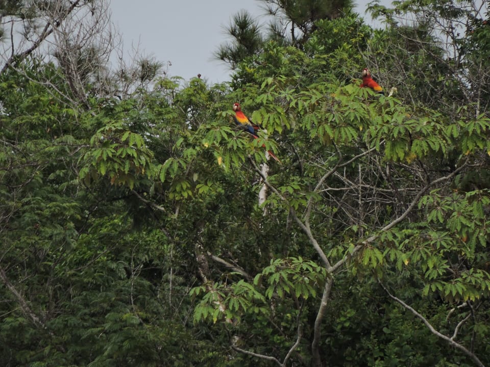 scarlet macaw tour