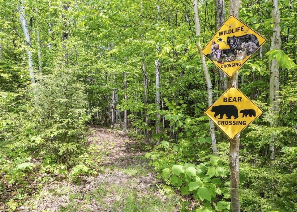 Private walking path along our brook