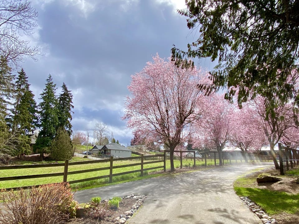 Gorgeous "Flowering Plum Trees" in the springtime at the front driveway!