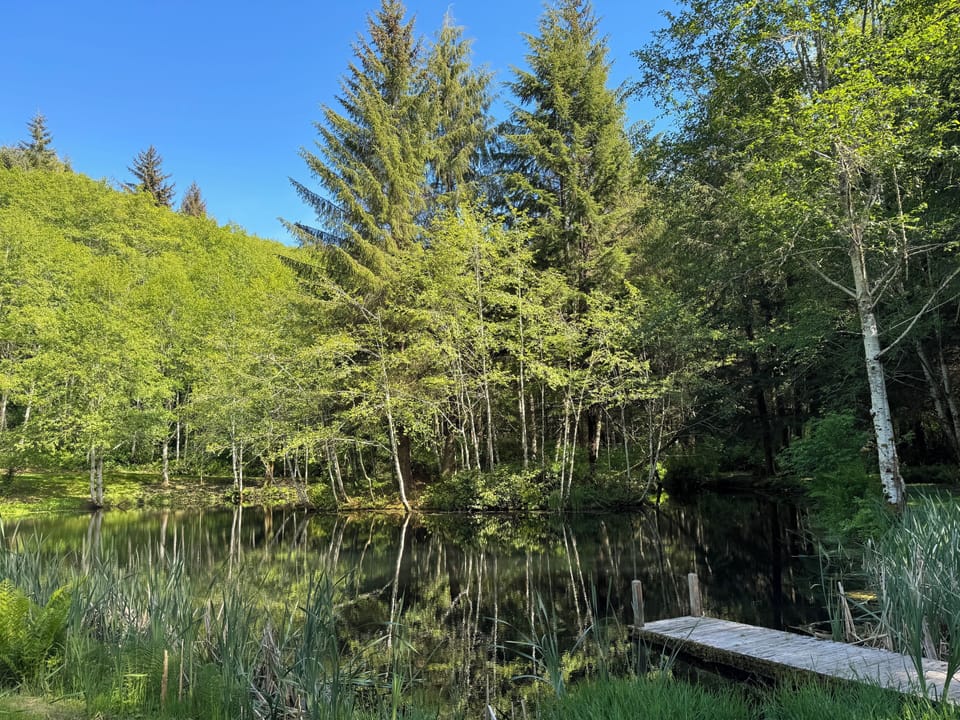 Pond viewed from the front porch of the cabin