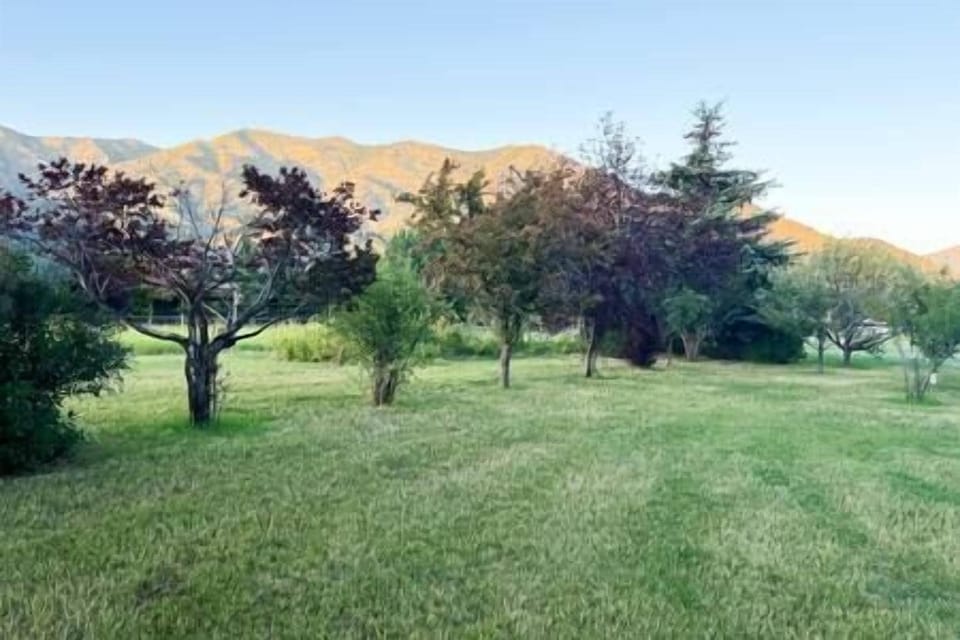 Apple Trees- Pick your own apples, raspberries and blackberries from our patch!