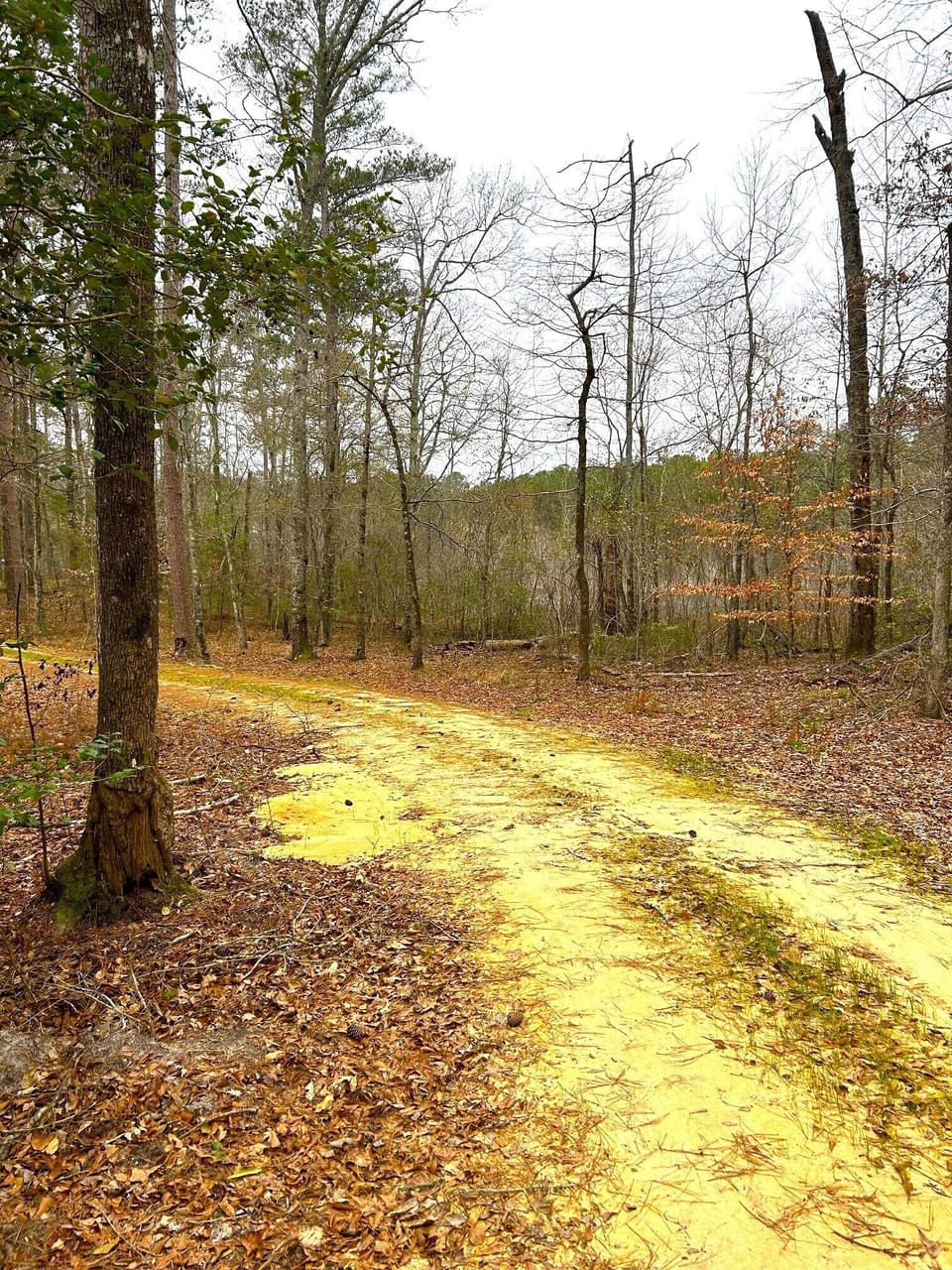 View of the driveway coming into the property.