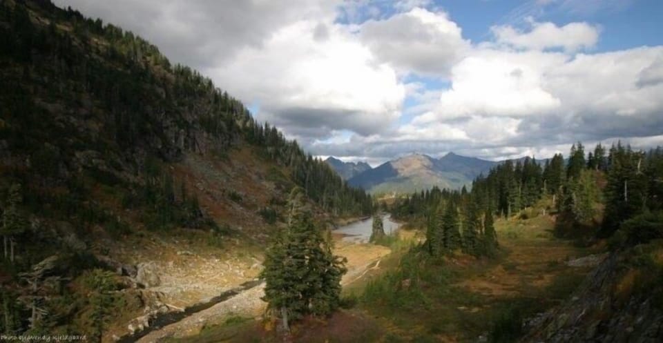Tree, Nature, Outdoors, Scenery, Fir